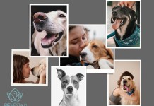 Higiene canina: ¿Cada cuánto debo bañar a mi mascota?